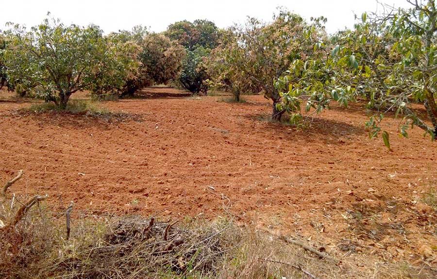 agriculture-land-for-sale-in-vadamalapeta-cost-agent-phone