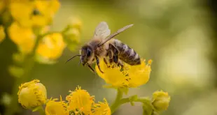 Organic Honey in Tirupati