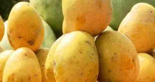 Mangoes Home Delivery in Tirupati