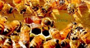 Organic Araku Honey Health Benefits