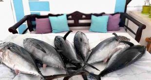Tuna Fish Health Benefits