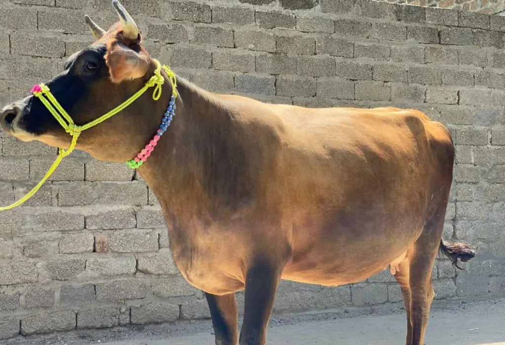 Desi Cow Milk in Tirupati