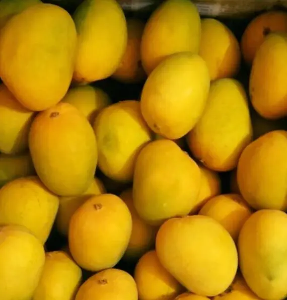 Organic Mangoes Health Benefits