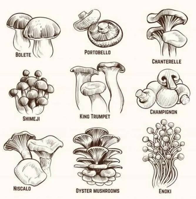 Organic Mushrooms Health Benefits