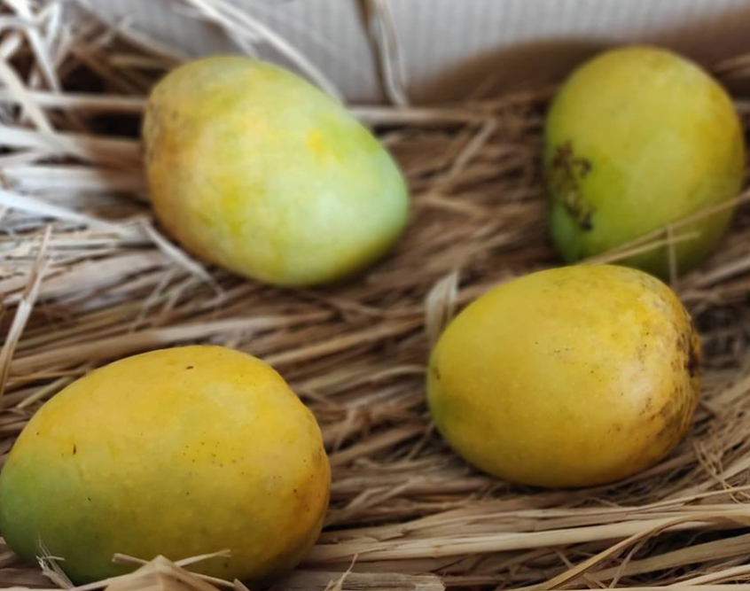 Mangoes Artificial Ripening, Procedure, Cost, Online Booking