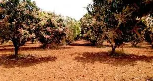 Agriculture land for sale in Palamaner