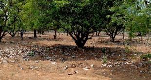 Best place to buy land in Tirupati