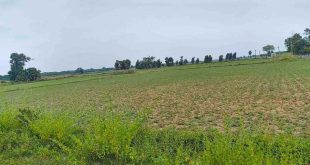 Agriculture Land For Sale In Urapakkam Chennai